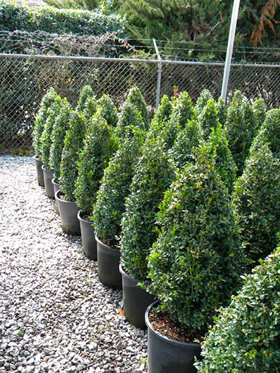 BUXUS CONE 21 and 24